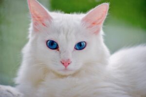 毛量を増やすための家庭用機器はどれが効果的？