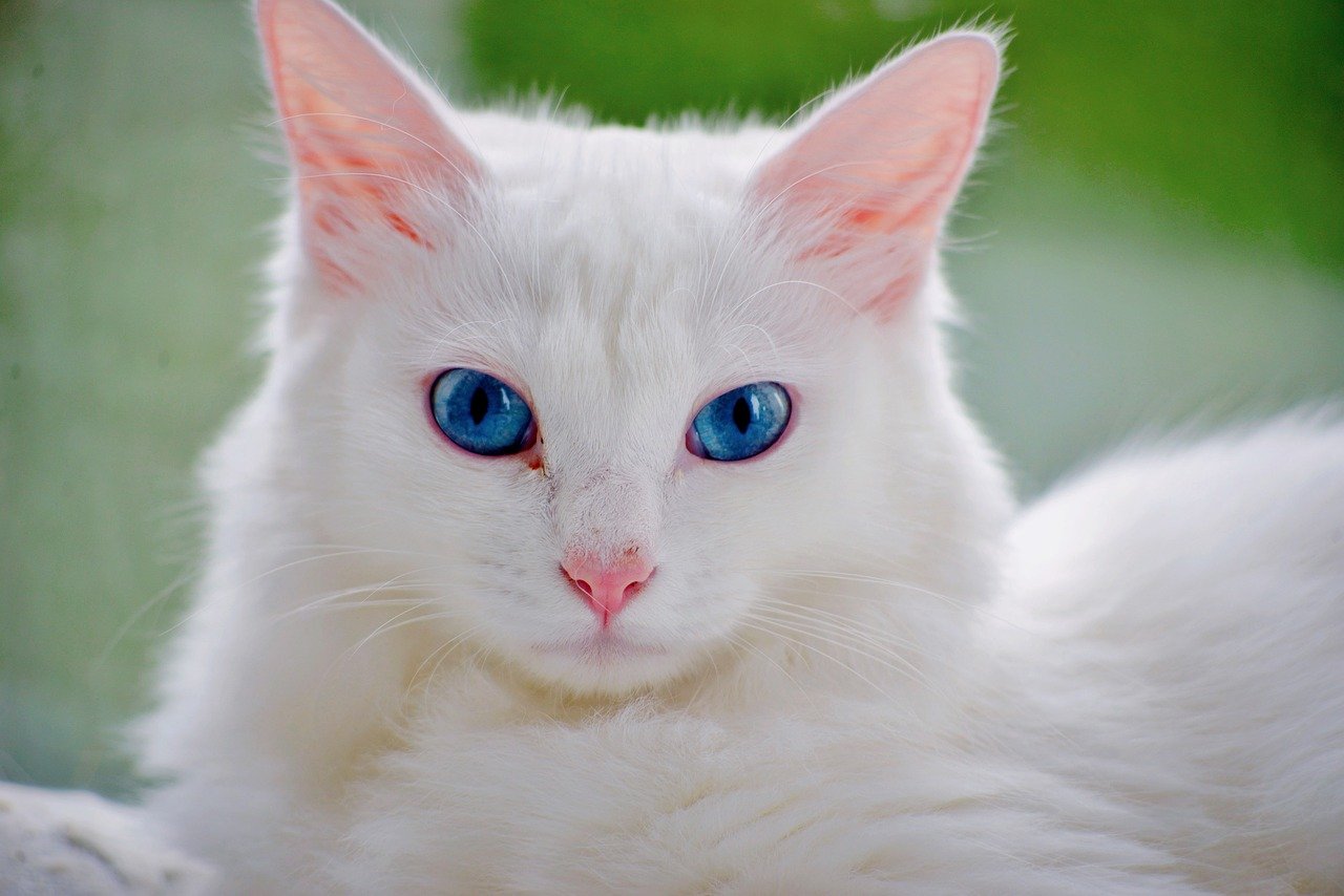 毛量を増やすための家庭用機器はどれが効果的？