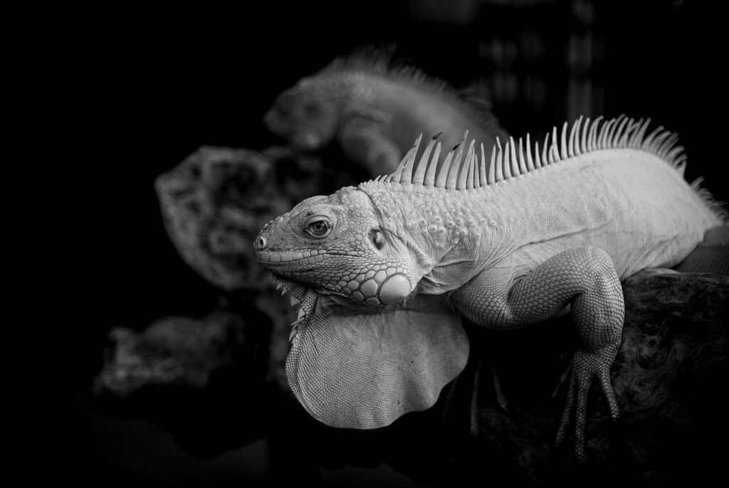 毛髪の健康をサポートする無添加カフェインサプリとは？