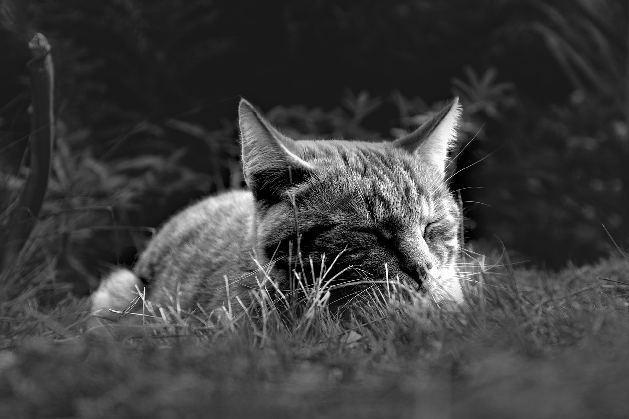 睡眠の質を改善することで頭皮の発毛は期待できるのか？