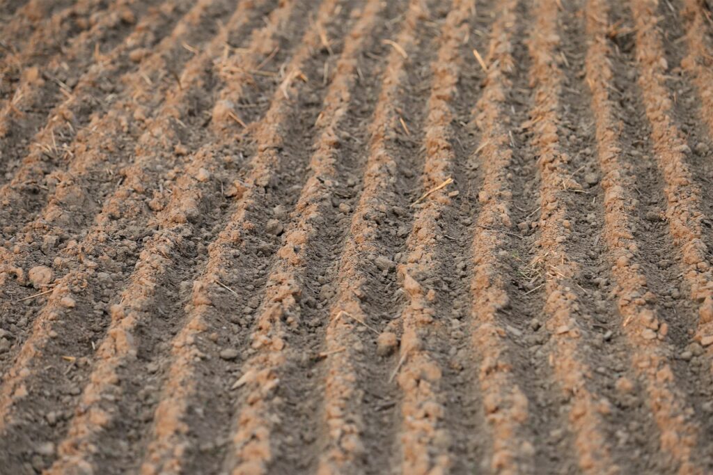 育毛グッズを楽天で購入するとポイント還元はどのくらい受けられる？