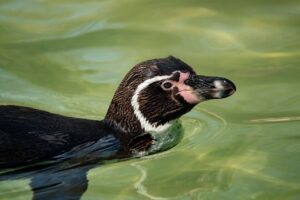 頭皮の健康をサポートするサプリと内外ケアの方法は？