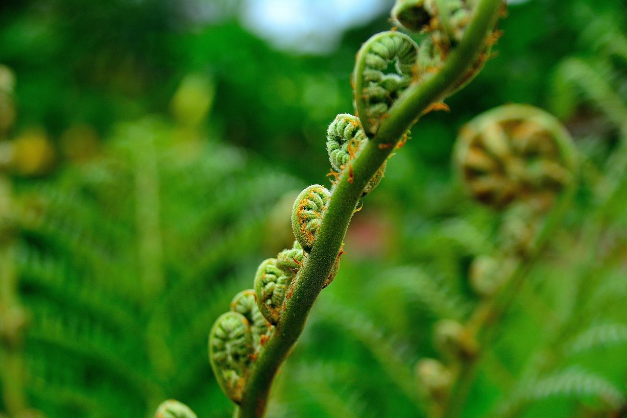 無添加育毛剤のおすすめ商品はどれですか？
