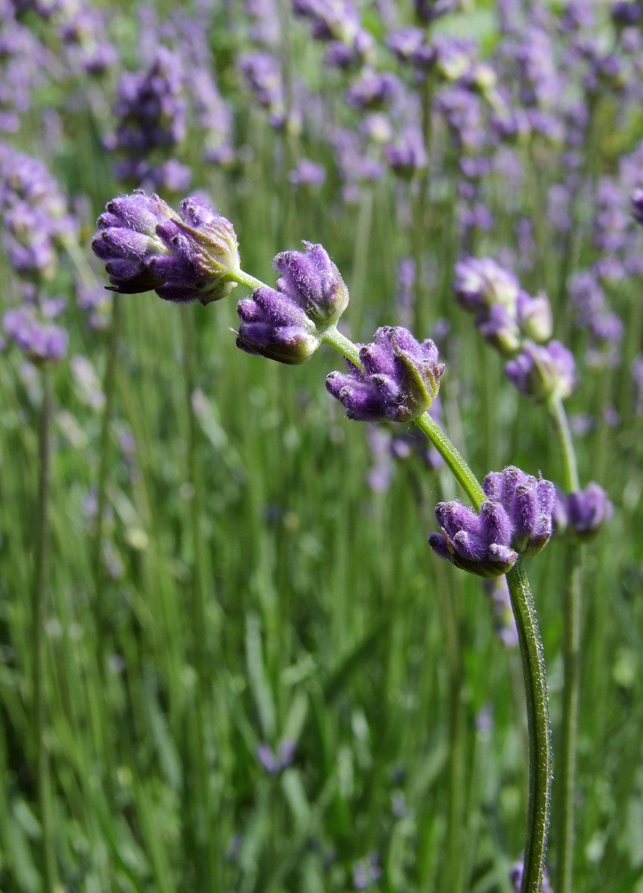 スカルプシャンプーの医薬部外品としての効果は？