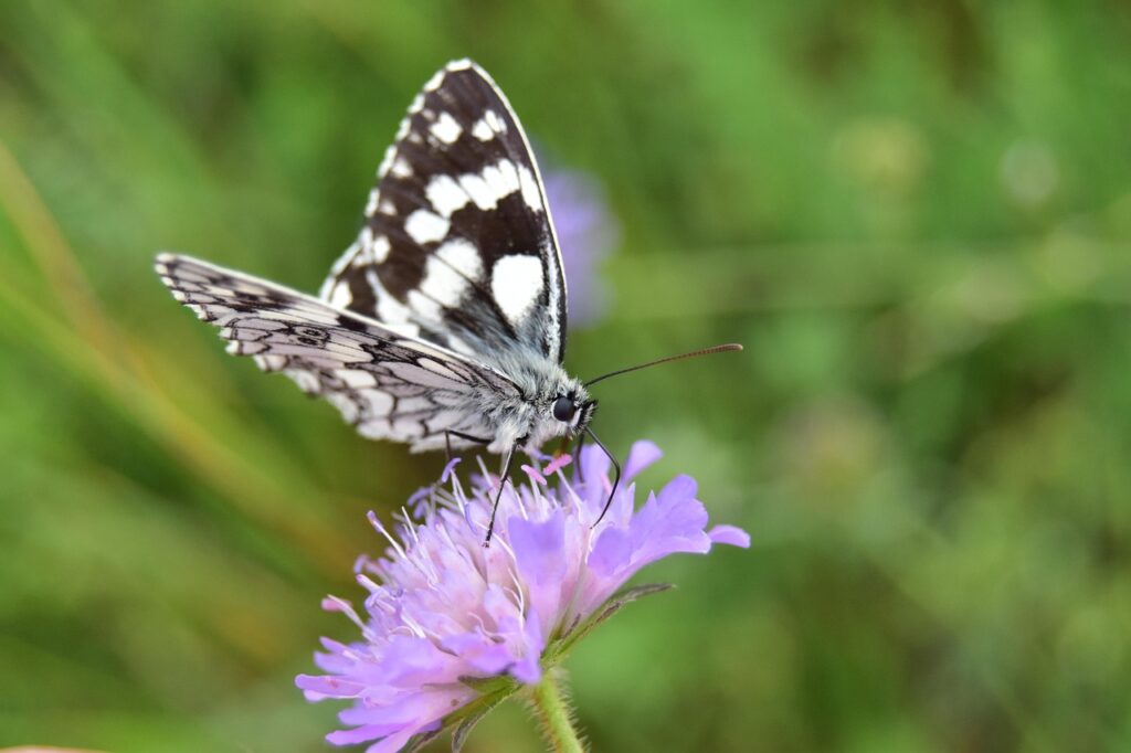 レディース育毛剤の口コミで効果的な商品は？