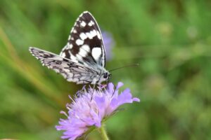 レディース育毛剤の口コミで効果的な商品は？