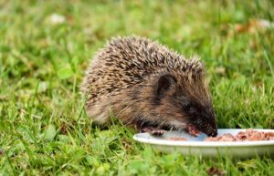 育毛サプリに食事添加物はどのような影響を与える？