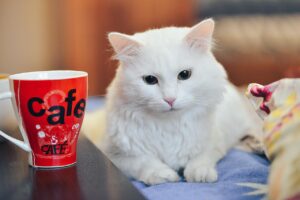 育毛サプリは飲みやすい？選び方とおすすめ商品を徹底解説！