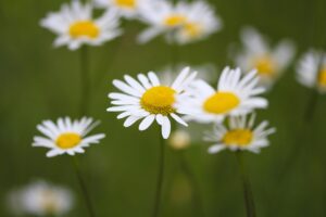 育毛サプリを通販で購入する際のおすすめ商品は？